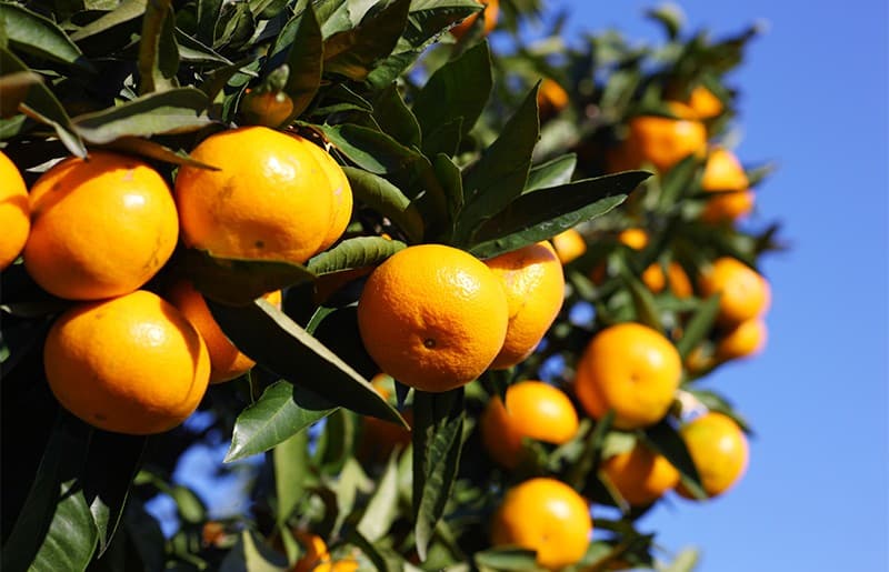 images/1662710152989grados de cítricos1.jpg